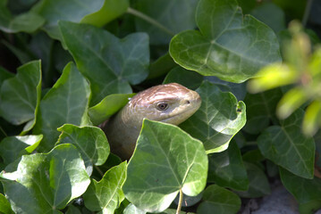 Glass Lizard (Sheltopusik, Pseudopus apodus) peeking out from between ivy leaves, Taken in Herzegovina.