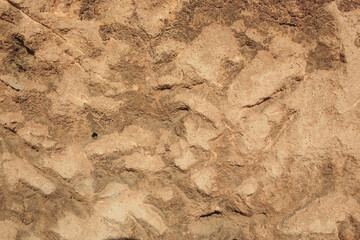 This is a beautifully textured wall showcasing intricate natural patterns and exquisite details