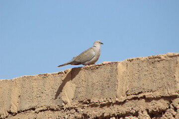Collared dove perched on top of a house