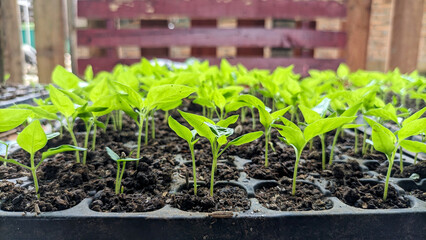 Selective focus of chili plant sprouts, chili seedlings or seeds grown in cultivation by farmers.