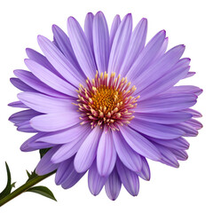 Isolated Purple Aster Flower, Yellow Center, Vibrant Petals on transparent background Closeup