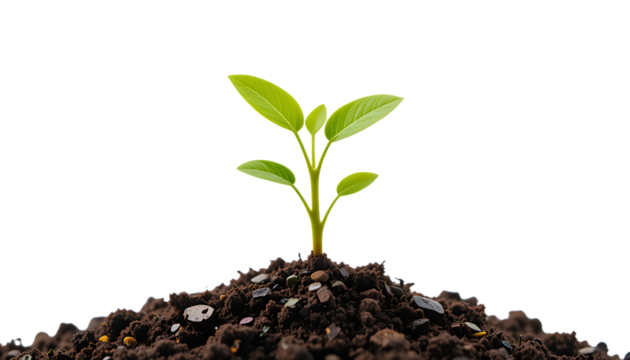 Growing Young Plant in Soil