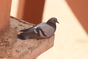 Rock Dove Close Up