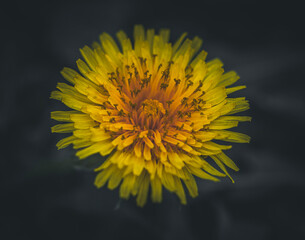 A dandelion flower (Taraxacum officinale) with its bright yellow petals with soft, diffused light illuminating the flower from above, highlighting the vibrant color and subtle variations of the petals