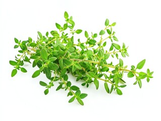 Fresh Thyme Sprigs Isolated on White for Culinary and Herbal Use