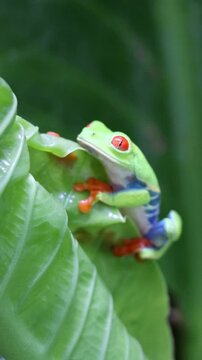 Vibrant close-up of a Red-Eyed Tree Frog (Agalychnis callidryas) in its natural habitat in Costa Rica. Known for its striking red eyes, bright green body, and blue-and-yellow sides.