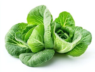 Fresh Green Cabbage with Water Droplets on White Background Close-up