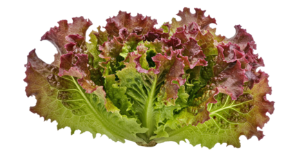 A Realistic Image of Lollo Rosso Lettuce, Characterized by Its Deeply Lobed, Frilly Leaves Tinged With Rich Burgundy Hues