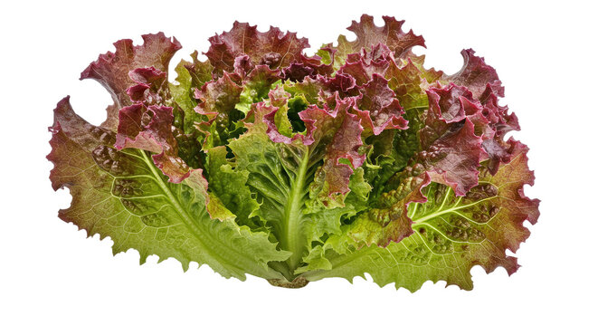A Realistic Image of Lollo Rosso Lettuce, Characterized by Its Deeply Lobed, Frilly Leaves Tinged With Rich Burgundy Hues