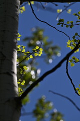 tree in bloom, spring, bloom