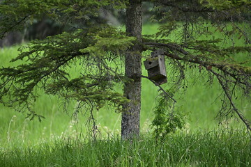 tree in the forest,  A bird nest