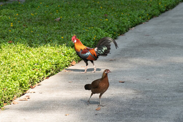 Fototapeta premium Two chickens on the walkway, in the garden