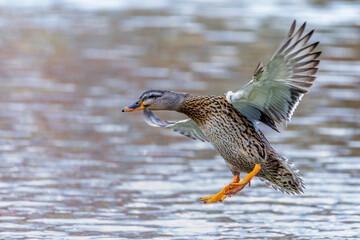 Stockente (Anas platyrhynchos) Weibchen