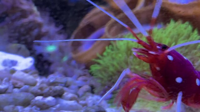 Eine kardinal Garnele in einem Meerwasseraquarium.