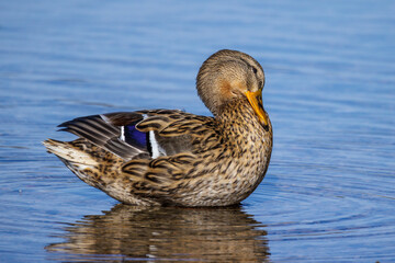 Stockente (Anas platyrhynchos) Weibchen