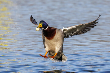 Stockente (Anas platyrhynchos) Männchen