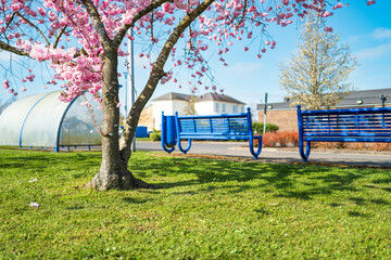 Wonderful spring-time cherry blossom in full bloom seen on a typical hospital campus in the UK....