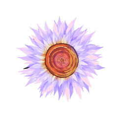 illustration of a purple blooming flower icon without background