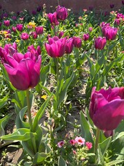 purple tulips in the garden
pink tulips in the garden