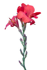 Blooming red kanna flowers isolated on a transparent background