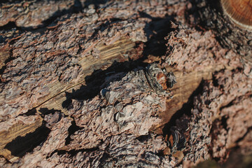 The Textured Bark Surface of a Tree Showcasing the Intricacies of Natures Design