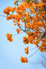 Orange bougainvillea blooms in spring. Nyctaginaceae. 