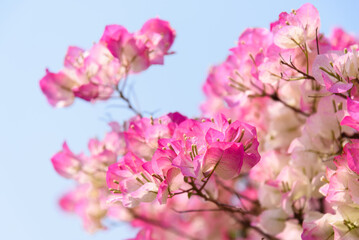 Pink bougainvillea blooms in spring. Nyctaginaceae. 













