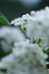 white flowers in the garden