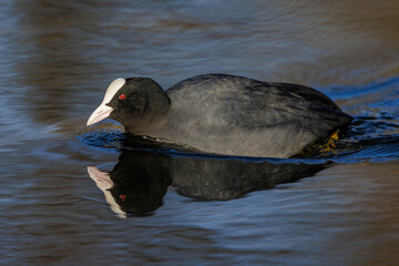 Bläßhuhn (Fulica atra)