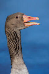 Graugans (Anser anser)