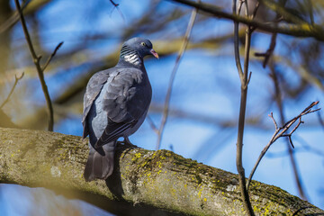 Ringeltaube (Columba palumbus)