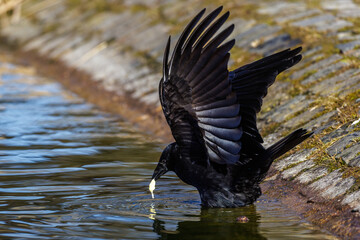 Rabenkrähe (Corvus corone)