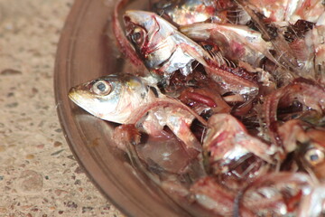 Fish Trash Close Up