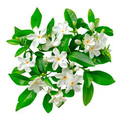 Fototapeta premium Delicate white flowers and lush green leaves a beautiful floral bouquet
