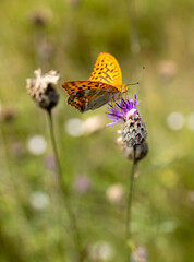 A vibrant fritillary butterfly, possibly a silver-washed or high brown, sips nectar from a purple flower.