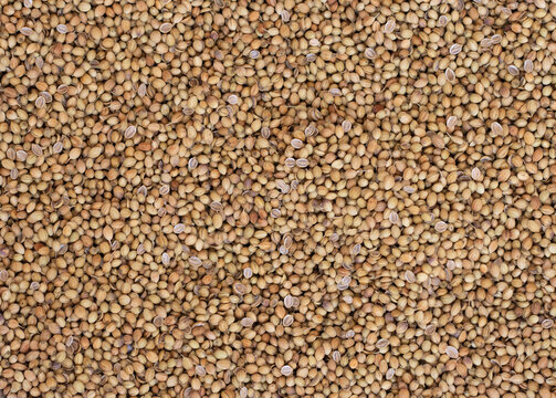 Coriander - Dhania dhana seeds raw dry seeds background