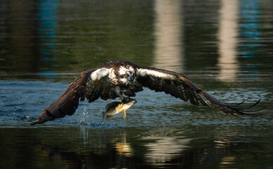 A Osprey is flying over water and catching a fish