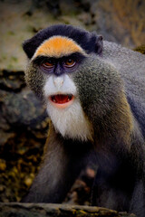 close up of a de brazza's  monkey