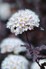white flowers in a garden