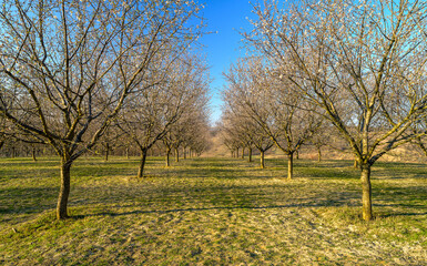 Obraz premium Almonds, orchard, flowers, spring, landscape, field, green, nature. Blue sky, sun