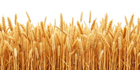 a wheat field border isolated on white background PNG. GENERATIVE AI