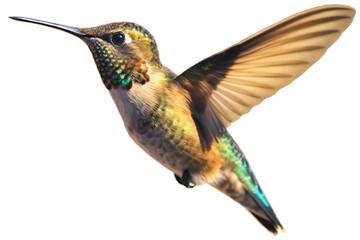 beautiful hummingbird in flight isolated on white background PNG. GENERATIVE AI