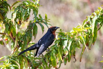 Brazilian bird Chrysomus ruficapilus known as Garibaldi or papa arroz