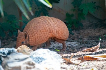 Typical armadillo (tatu bola) from northeastern Brazil, in its natural environmen