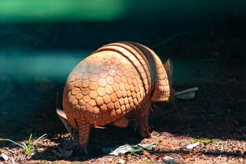 Fototapeta premium Typical armadillo (tatu bola) from northeastern Brazil, in its natural environmen