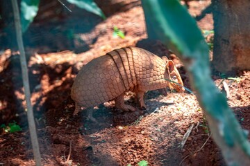 Typical armadillo (tatu bola) from northeastern Brazil, in its natural environmen
