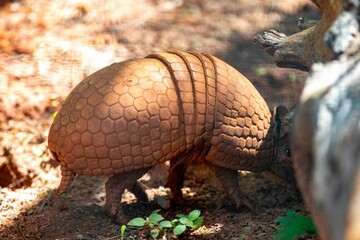 Typical armadillo (tatu bola) from northeastern Brazil, in its natural environmen