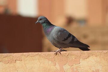 A close-up shot of a rock dove