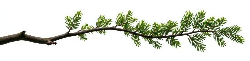 Long and curved branch isolated on white background, forest, evergreen, curved branch