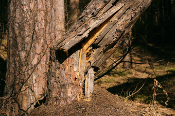 The large tree is visibly damaged and broken after the storm: the ragged bark and jagged edges of the wood are visible. The old tree broke at the base and tilted to the side.